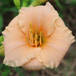 Daylily Moonlight Mist