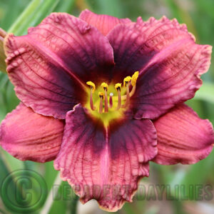 Daylily Witch Dame