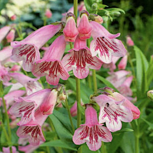 Penstemon Hidcote Pink