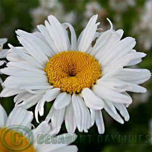 Shasta Daisy Becky