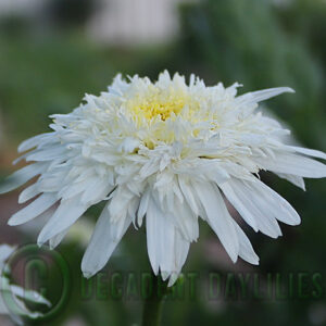 Shasta Daisy Fiona Coghill