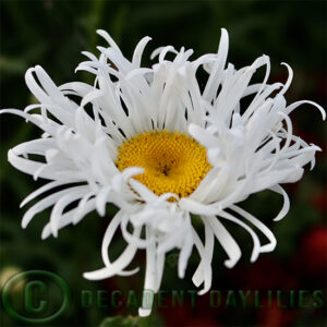 Shasta Daisy Shaggy Gem