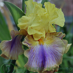 Tall Bearded Iris Can Can Dancer