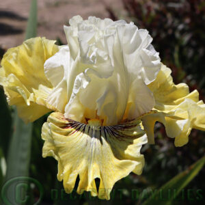 Tall Bearded Iris Fancy A Flutter