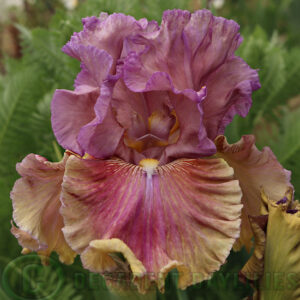 Tall Bearded Iris Final Destination