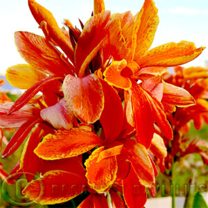 Canna Crepe La'Orange orange canna