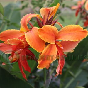 Canna Lily Crepe L'Orange-1