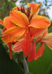 Canna Lily Crepe L'Orange-3