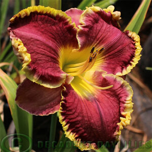 Daylily Jules Louis Petit photo decadent daylilies gardens