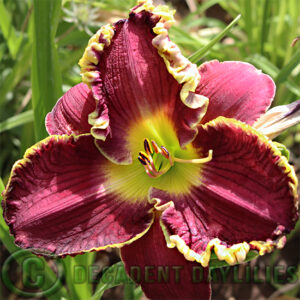 Daylily Jules Louis Petit this years photo pinker shade