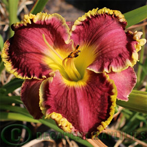 Daylily Jules Louis Petit red gold edge