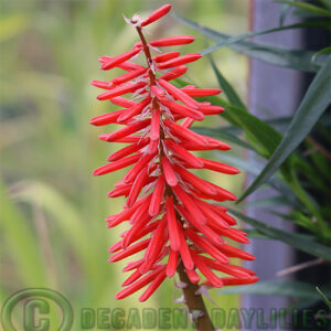 Kniphofia Wols Red