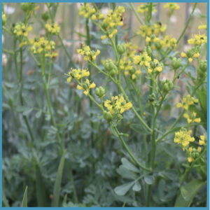 Rue plant blue green leaves yellow flowers