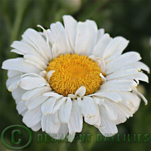 Shasta Daisy Real Dream