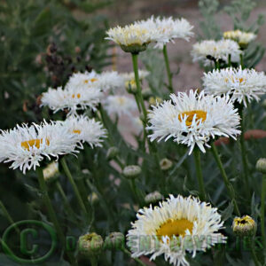 Shasta daisy real galaxy plant