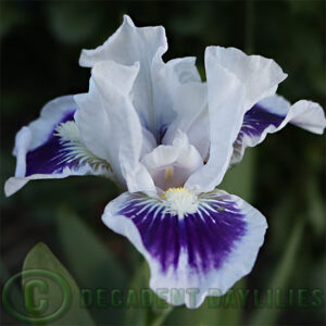 Dwarf Bearded Iris Riveting