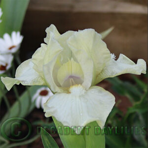 Dwarf Bearded Iris White Bow Tie