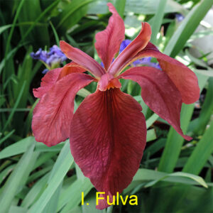 Iris Fulva growing in my garden