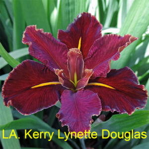 LA. Kerry Lynette Douglas