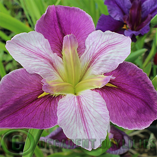 Louisiana Iris Colorific