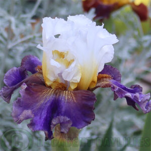 Tall Bearded Iris Trumped