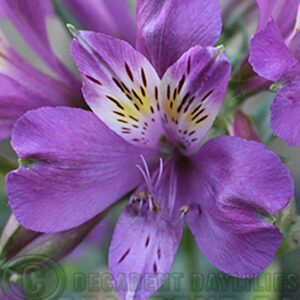 Alstroemeria Inca Lake pretty purple