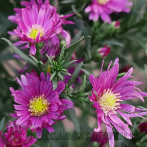 Aster Bahamas Pink with green foliage