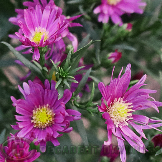 Aster Bahamas Pink - Decadent Daylilies Australia