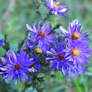 Aster Orpheus growing in my garden