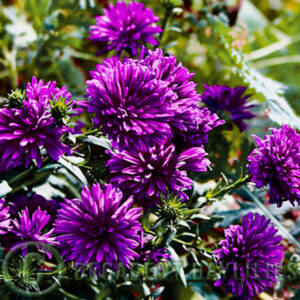 Aster Claret Prince double growing in my garden.