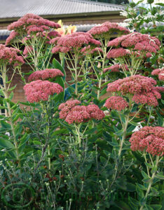 Sedum Autumn Joy growing in my garden