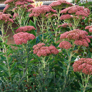 Sedum Autumn Joy growing in my garden