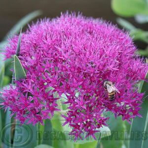 Sedum Neo flowering in my garden