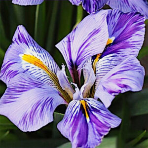 Winter Iris blue stripes growing in my garden.