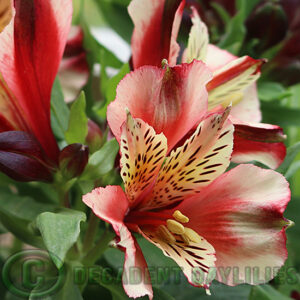 Alstroemeria Inka Husky