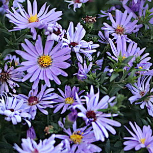 Aster Dove Blue