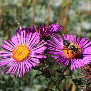 Aster Violetta bees making aster honey!