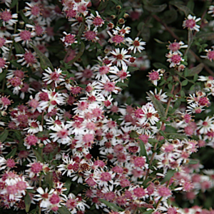 Aster lateriflorus Prince black foliage