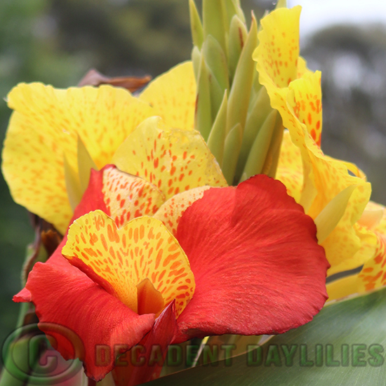 Canna Cleopatra showing unique colours and patterns