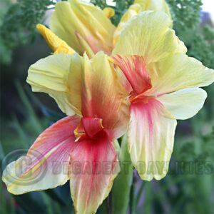 2nd Picture Canna Edna Tulip deep pink centre