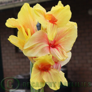 Canna Edna Tulip