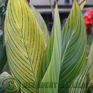 Different leaves of Canna Pretoria