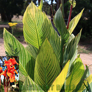 Canna Pretoria Variegated orange flowers