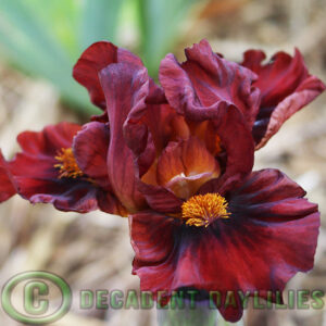 Dwarf Bearded Iris Fire