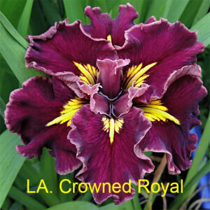 Louisiana Iris Crowned Royal