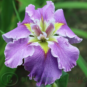 Louisiana Iris Oriental Parasol