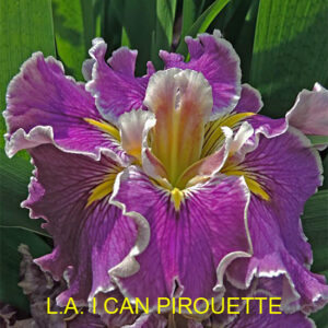 Louisiana Iris I can pirouette magenta pink