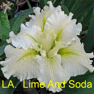 Louisiana Iris Lime and Soda