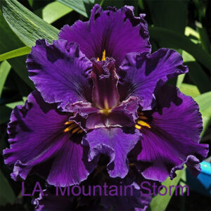 Louisiana Iris Mountain Storm