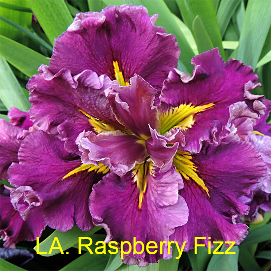 Louisiana Iris Raspberry Fizz